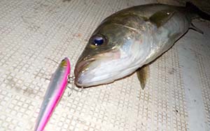 スズキ・シーバス系の釣り具